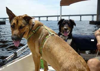 Puppies on sailboat by bridge
