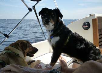 Sailing Pups